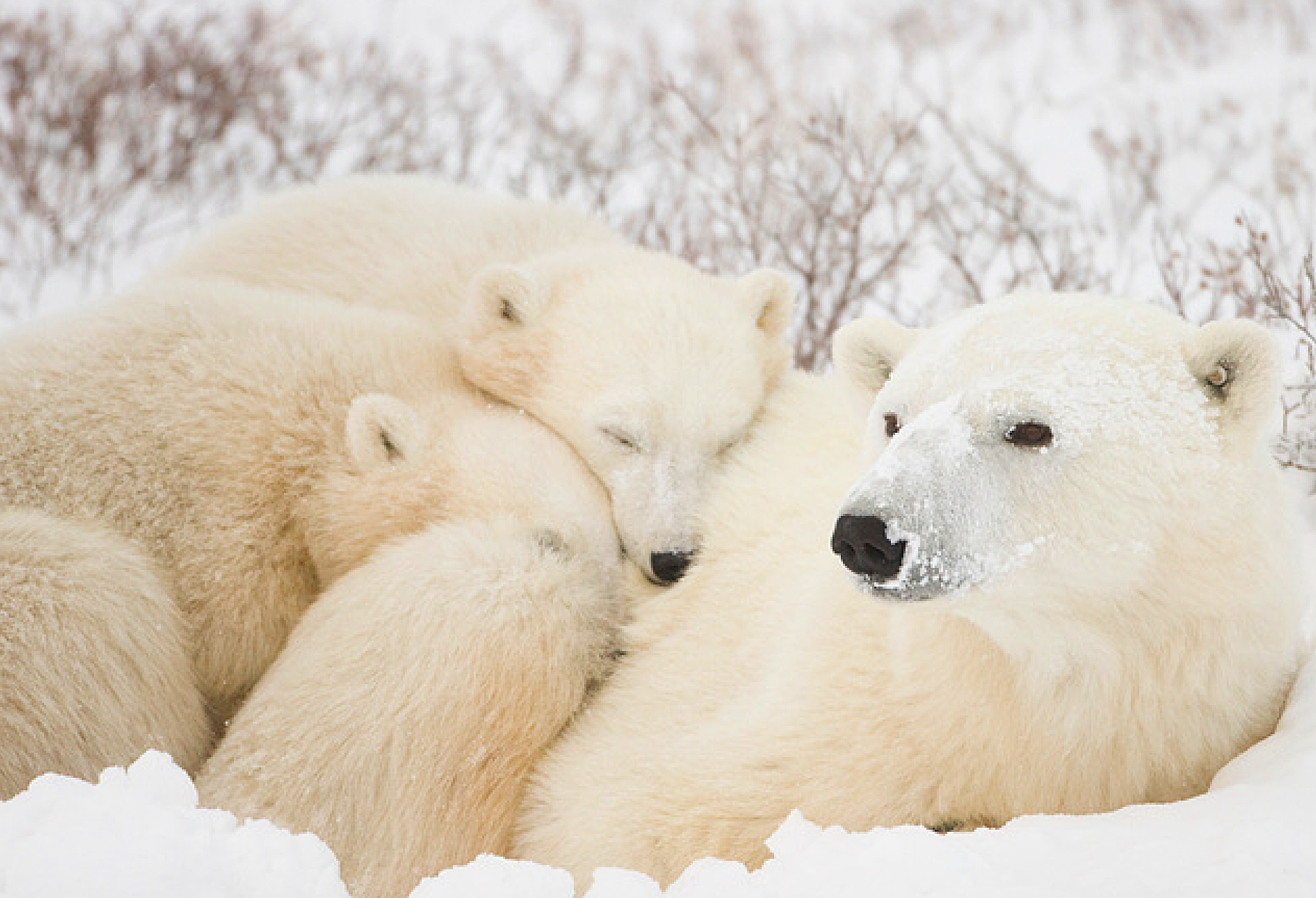 polar%20bear.jpg
